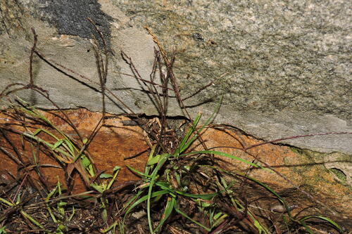 Paspalum filiforme, 2026-10-24