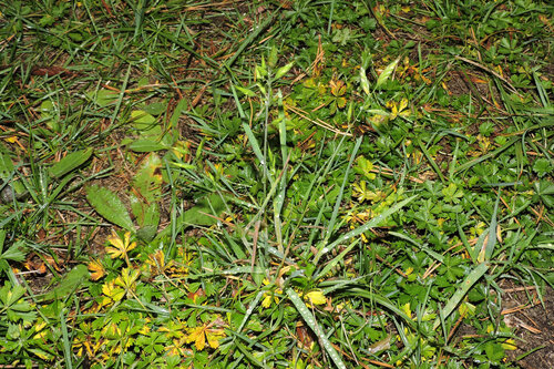 Bromus hordeaceus observed 2026-10-24