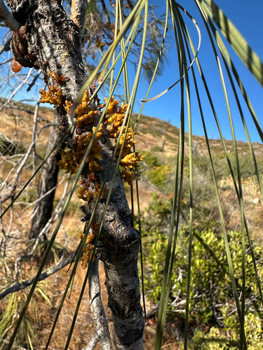 Arceuthobium campylopodum, 2026-10-24