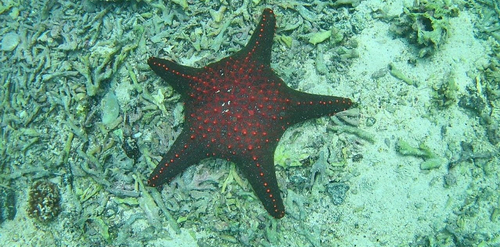Oreaster observed 2026-10-23