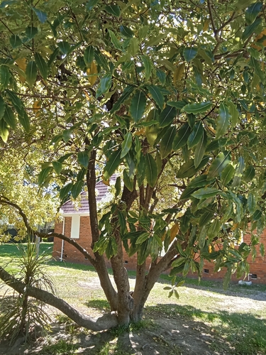 Pittosporum eugenioides observed 2026-10-25