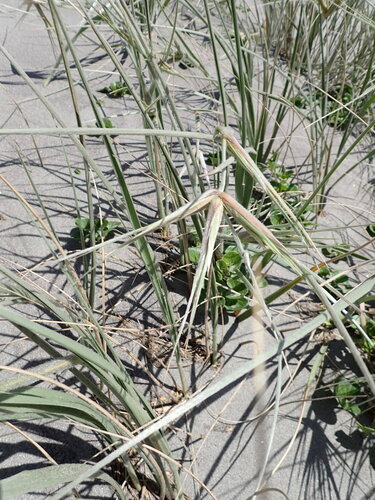 Spinifex sericeus observed 2026-10-25