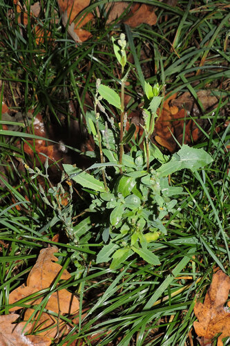 Lactuca sativa observed 2026-10-24