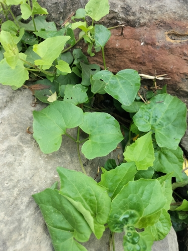 Mikania micrantha observed 2026-10-25