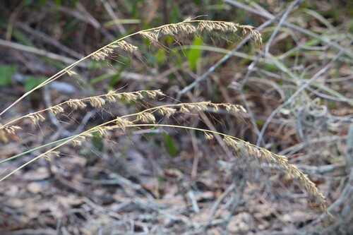 Sorghastrum secundum, 2026-10-24