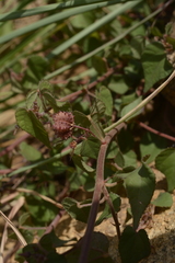 Byttneria herbacea