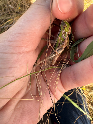 Admirable Grasshopper