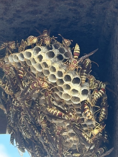 Polistes exclamans observed 2026-10-24
