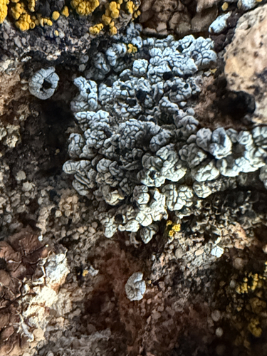 Buellia retrovertens