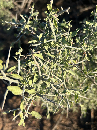 graythorn