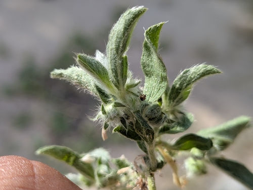 Argythamnia serrata