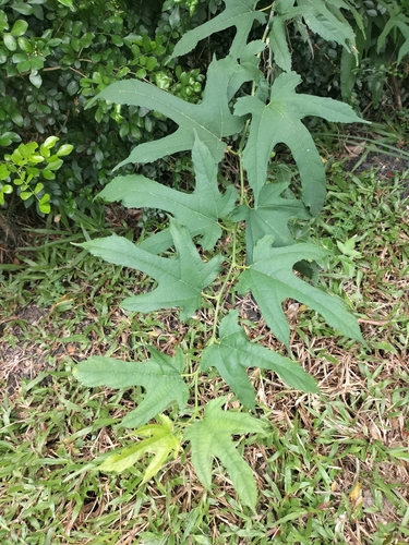Morus indica observed 2026-10-25