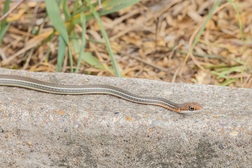 Schott's Whipsnake