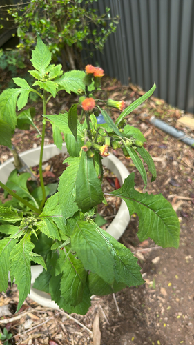 Crassocephalum crepidioides observed 2026-10-25