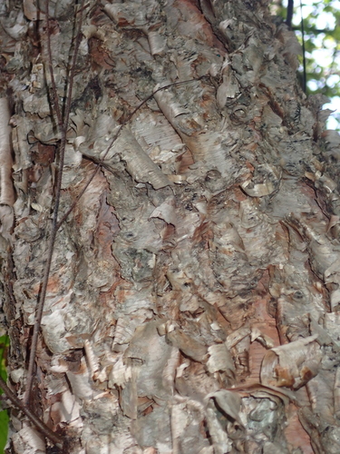 Betula nigra, 2026-10-24