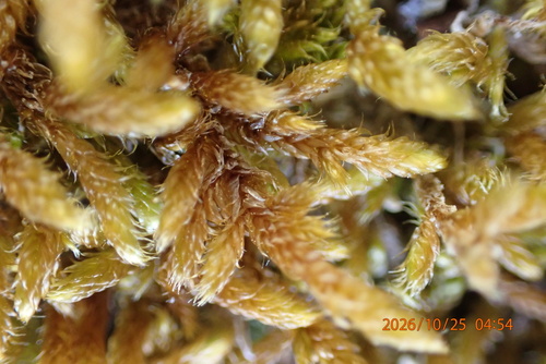 Hypnum cupressiforme observed 2026-10-25