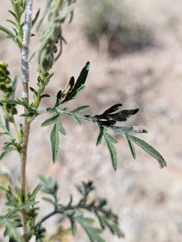 Ambrosia confertiflora