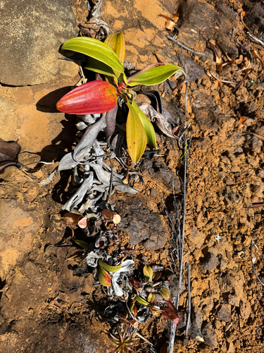 Nepenthes observed 2026-10-25