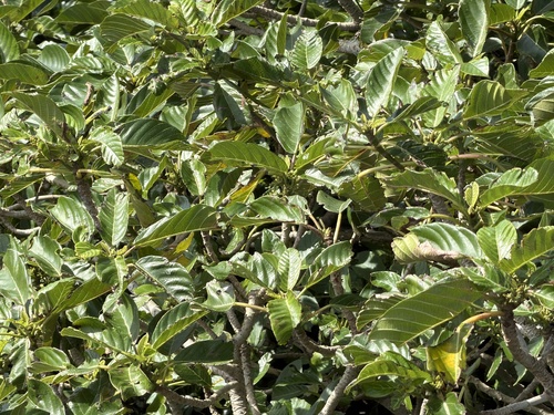 Dendrocnide meyeniana observed 2026-10-25