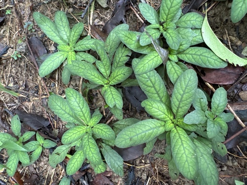 Staurogyne concinnula observed 2026-10-25