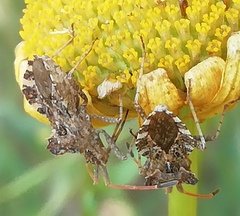 Centrocoris
