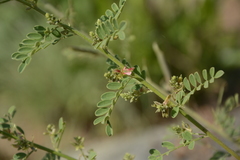 Indigofera wightii