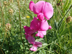 Lathyrus sylvestris