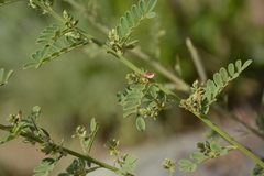 Indigofera wightii