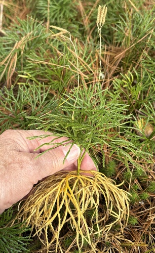 Diphasiastrum tristachyum, 2026-10-24