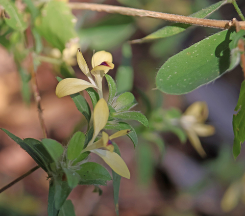 Tetramerium nervosum observed 2026-10-23