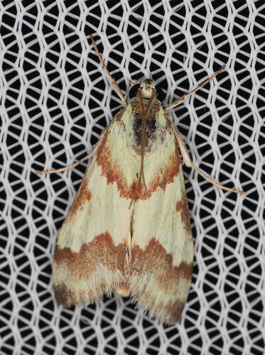 Rufous-banded Crambid Moth