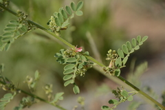 Indigofera wightii