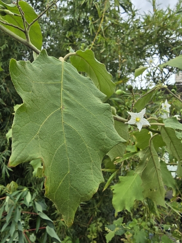Solanum torvum observed 2026-10-25