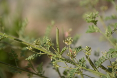 Indigofera wightii