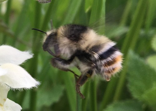 Shrill Carder-Bumble bee, Sariai, Lithuania, photo 9 of 10
