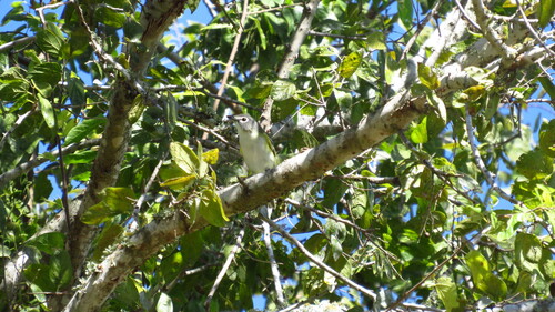 Blue-headed Vireo