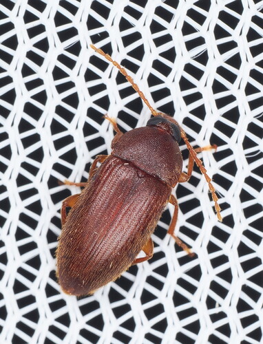 Hymenorus