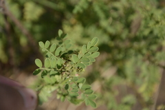 Indigofera wightii