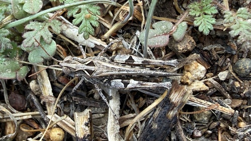 Texas Range Grasshopper