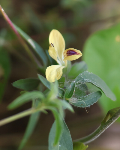 Tetramerium nervosum observed 2026-10-23