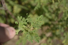 Indigofera wightii