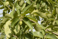 Terminalia chebula
