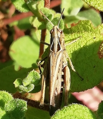 Omocestus panteli