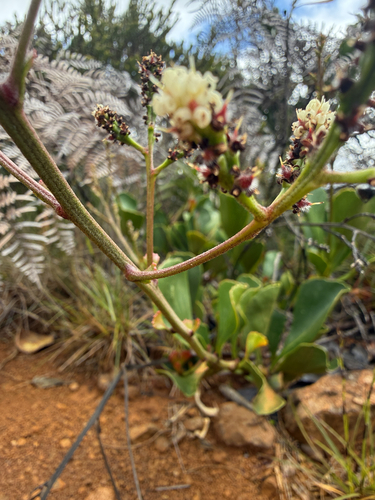 Beaupreopsis paniculata observed 2026-10-25