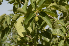 Terminalia chebula