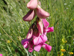 Lathyrus sylvestris