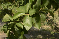 Terminalia chebula