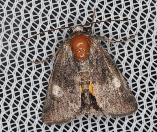 Copanarta aurea