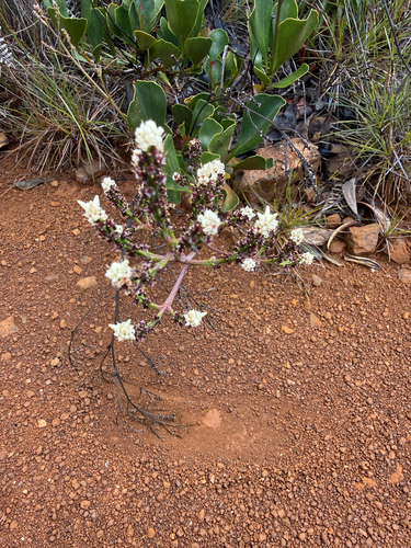 Beaupreopsis paniculata observed 2026-10-25