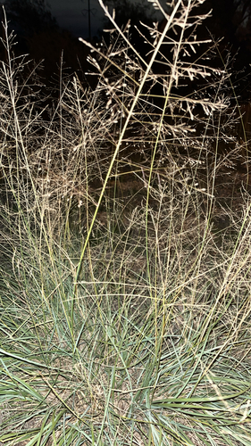 Alkali Sacaton